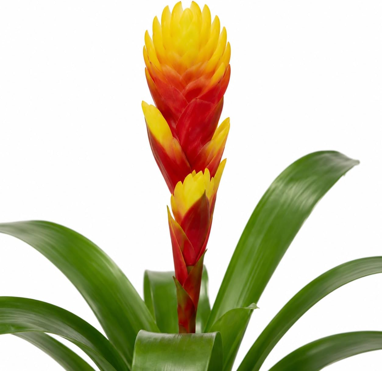 Bromeliad Tosca Live Plant