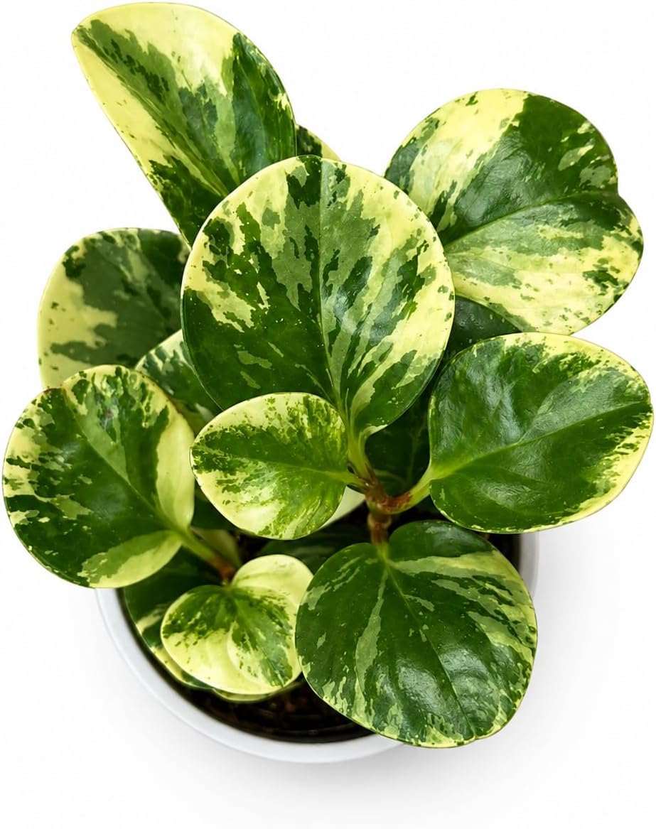 Peperomia Marble Live Plant
