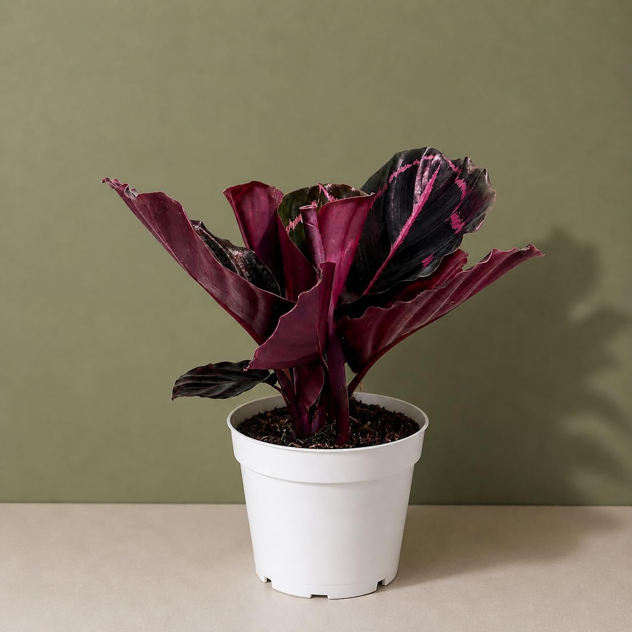 Calathea Dottie Live Plant