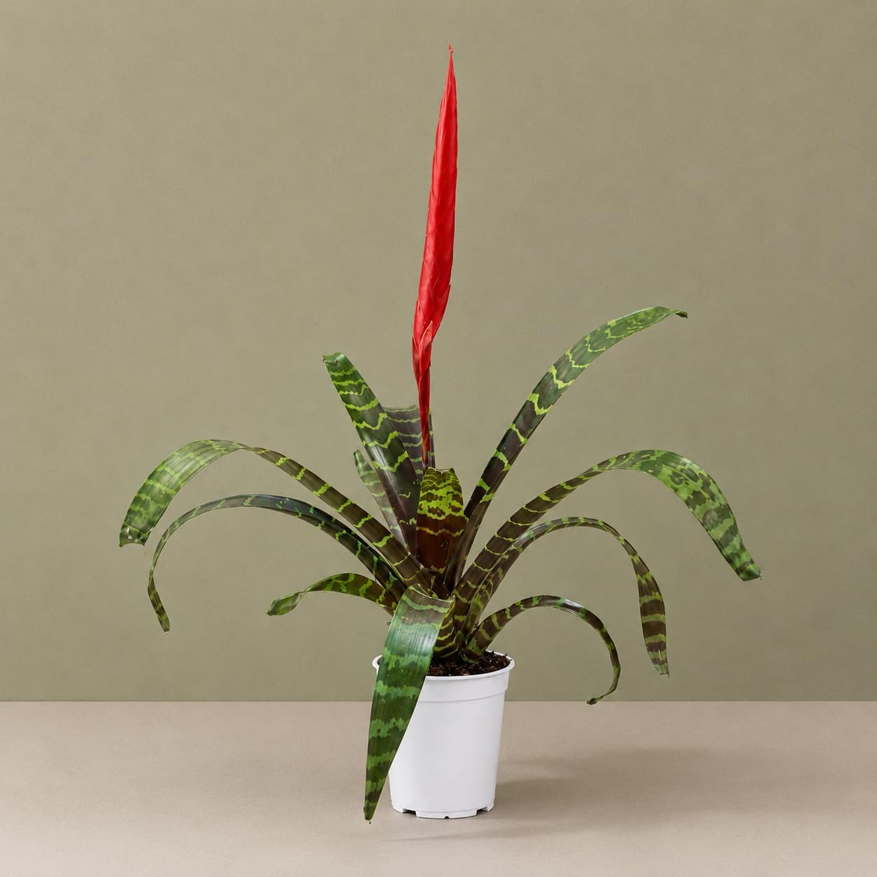 Bromeliad Flaming Sword Live Plant