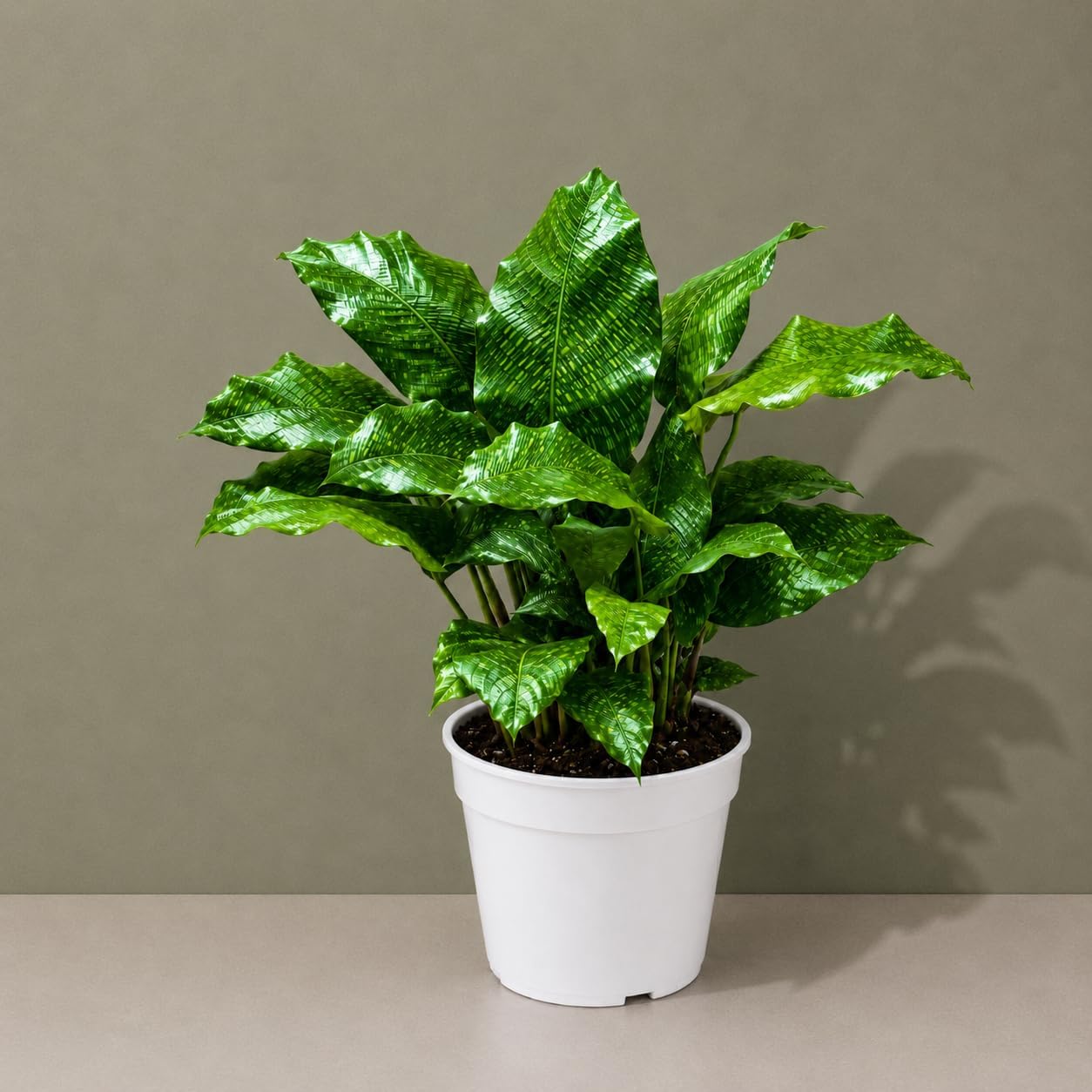 Calathea Network Live Plant