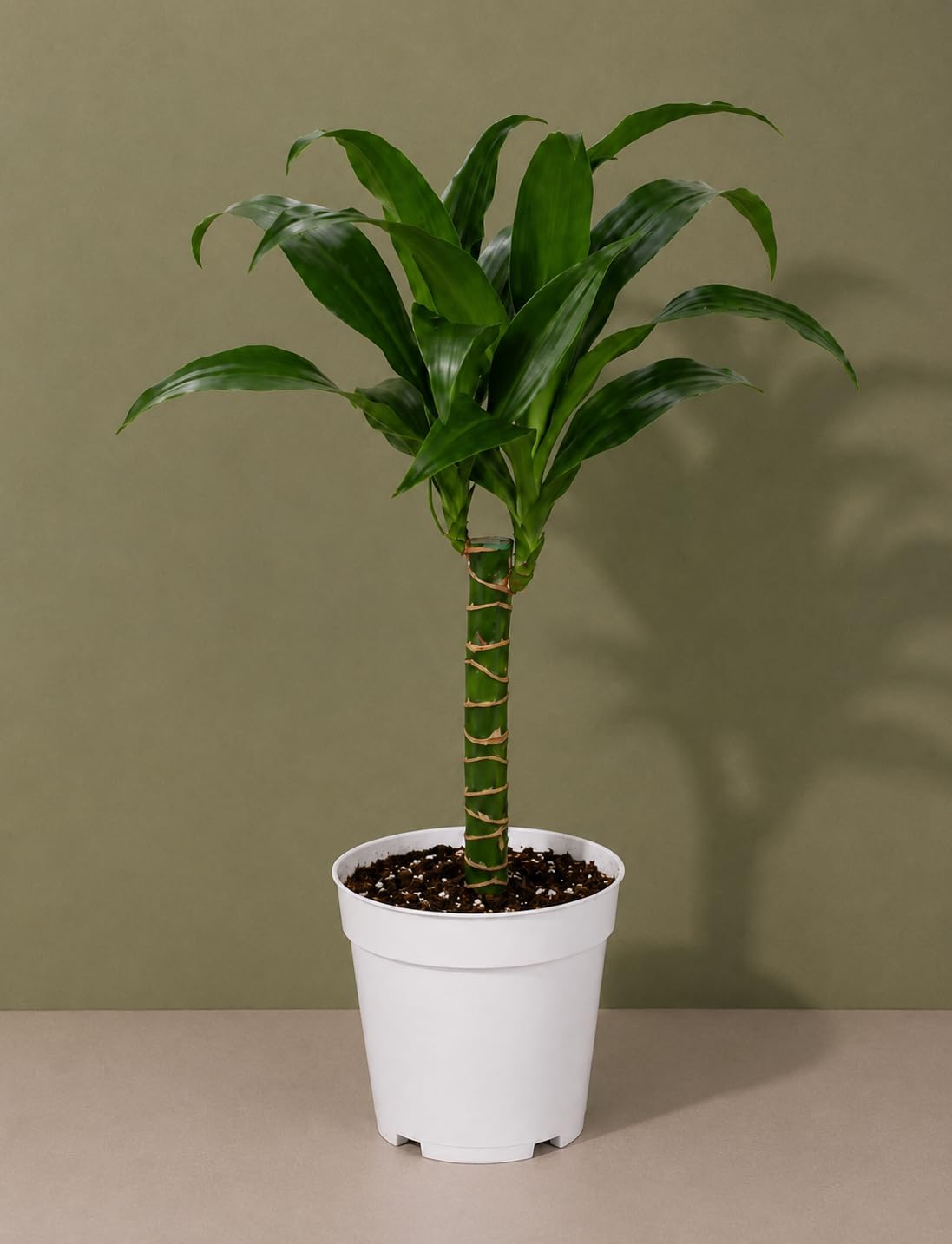 Dracaena Black Beauty Live Plant