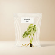 Rare Monstera Mint Tissue Culture, Live Starter Plant