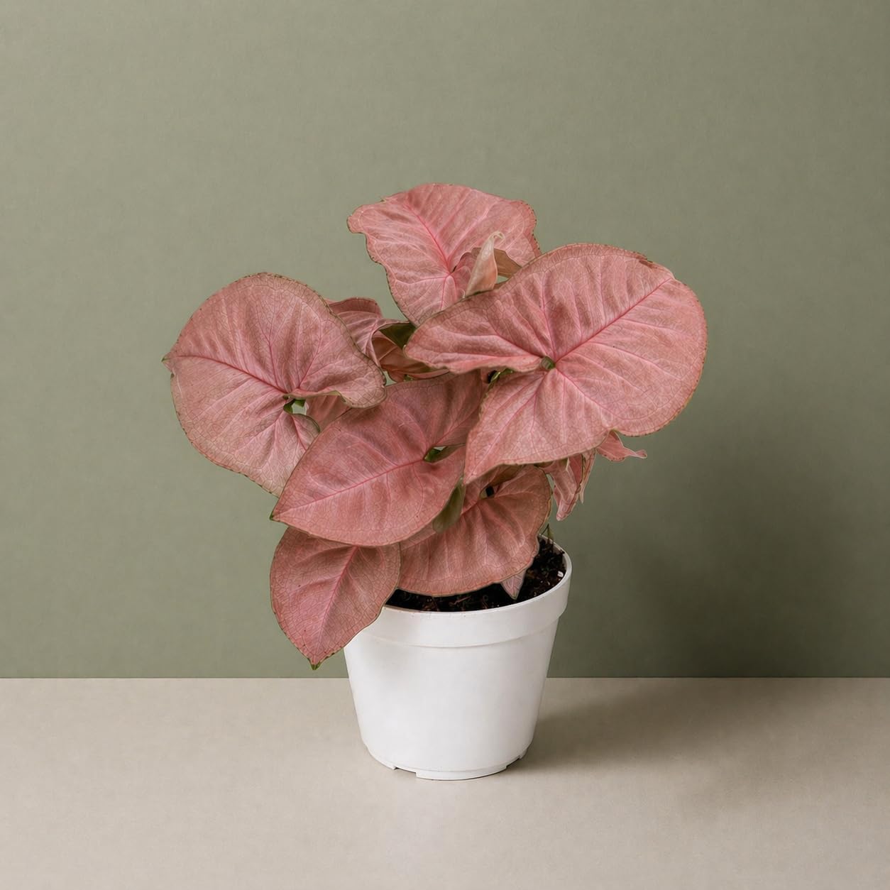 Syngonium Strawberry Live Plant