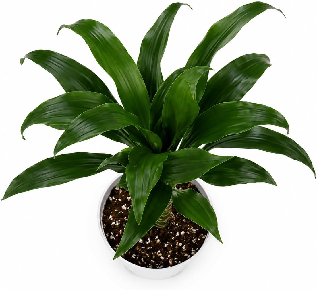 Dracaena Black Beauty Live Plant