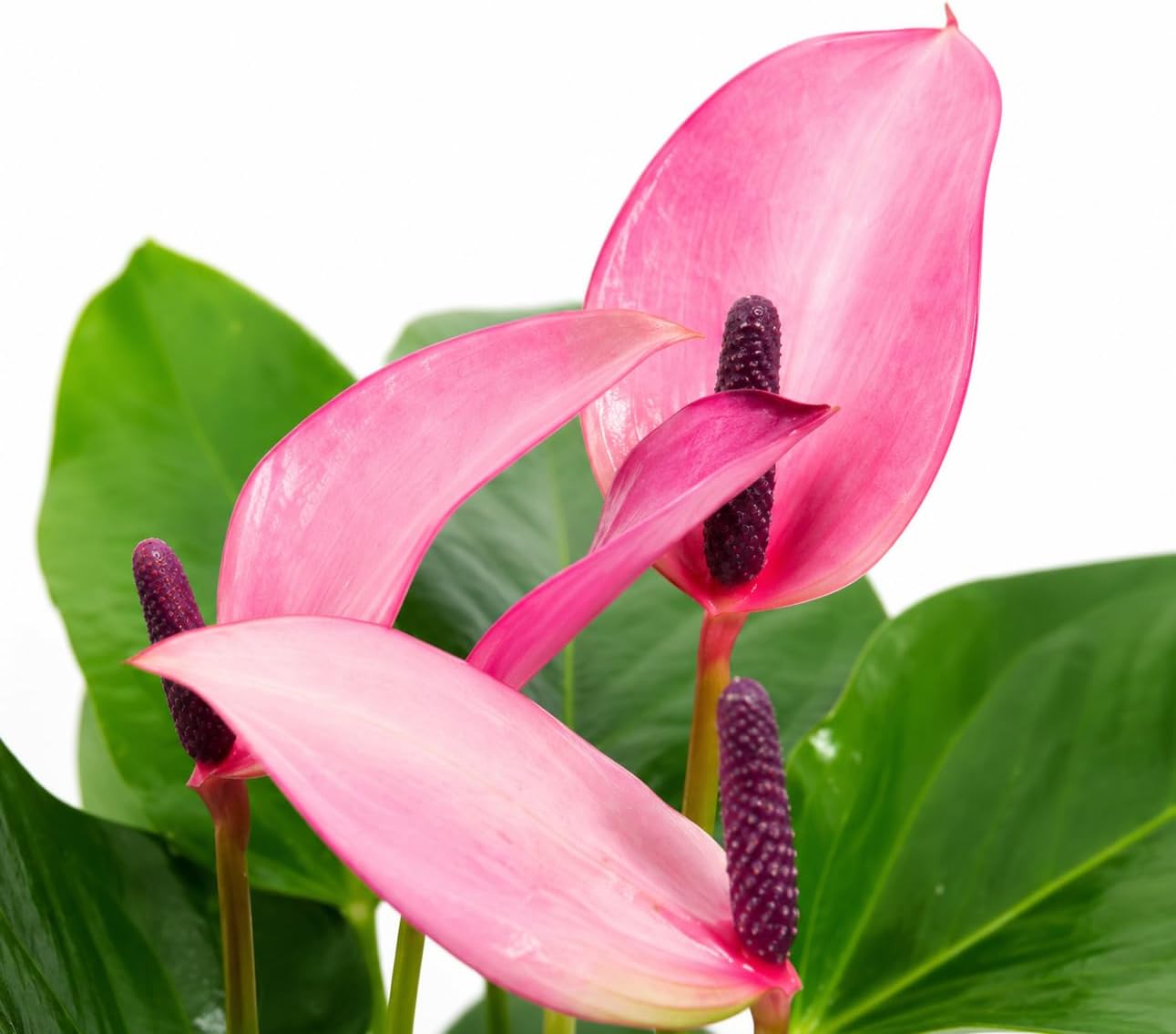 Anthurium Purple Zizou Live Plant