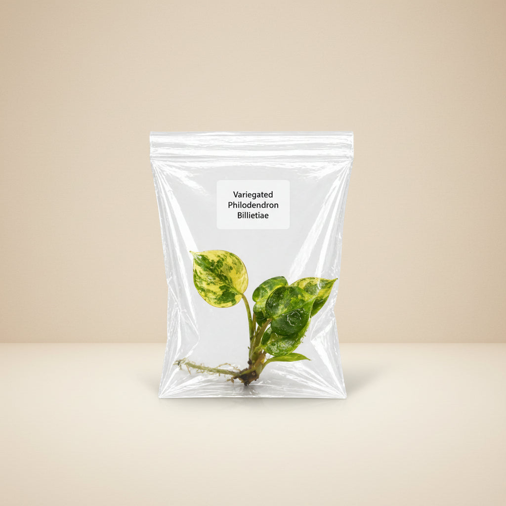 Rare Variegated Philodendron Billietiae Tissue Culture Starter Plant