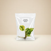 Rare Variegated Philodendron Billietiae Tissue Culture Starter Plant