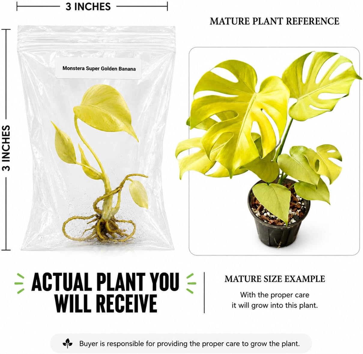 Monstera Super Golden Banana Tissue Culture Starter Live Plant