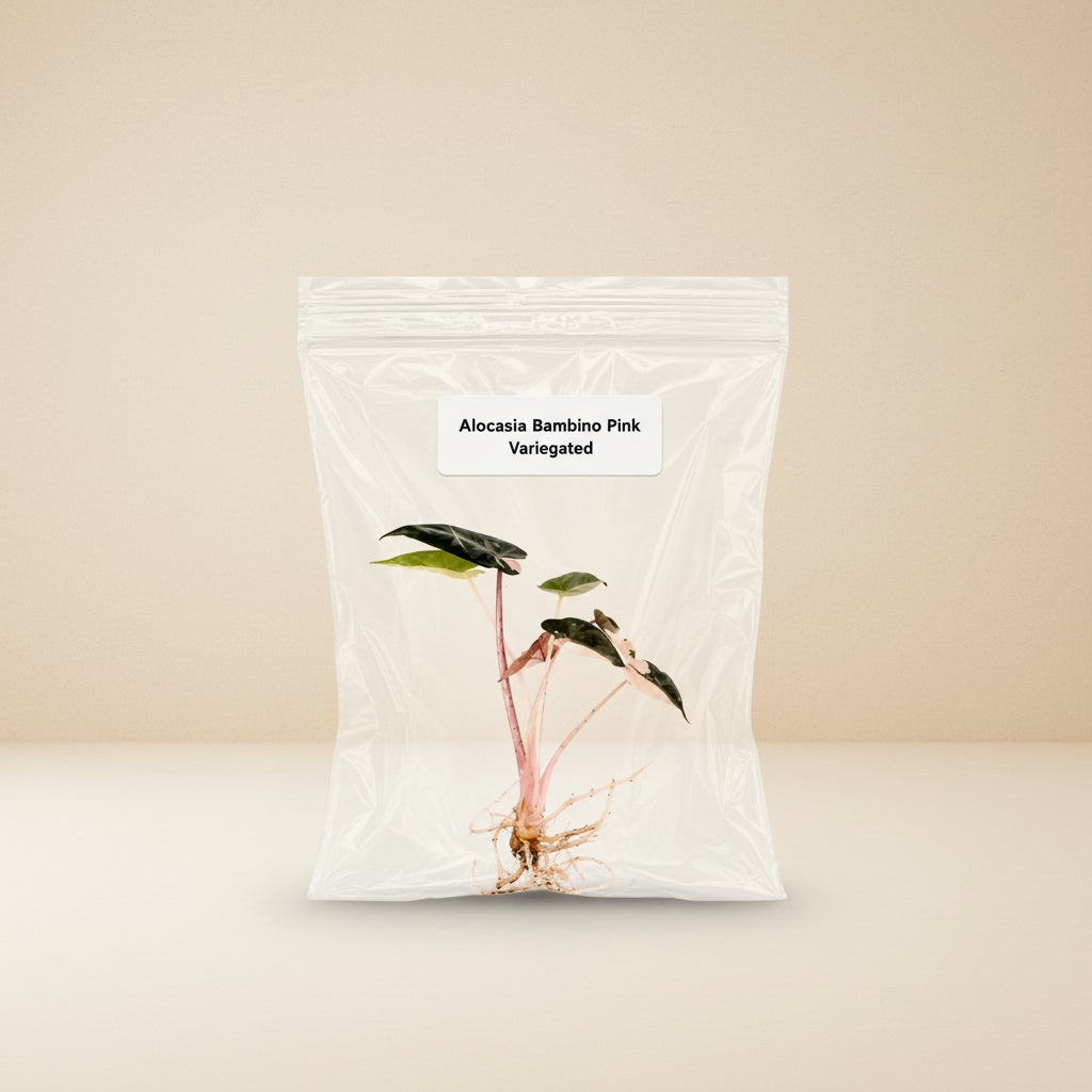 Alocasia Bambino Pink Variegated Tissue Culture Starter Live Plant