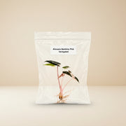 Alocasia Bambino Pink Variegated Tissue Culture Starter Live Plant