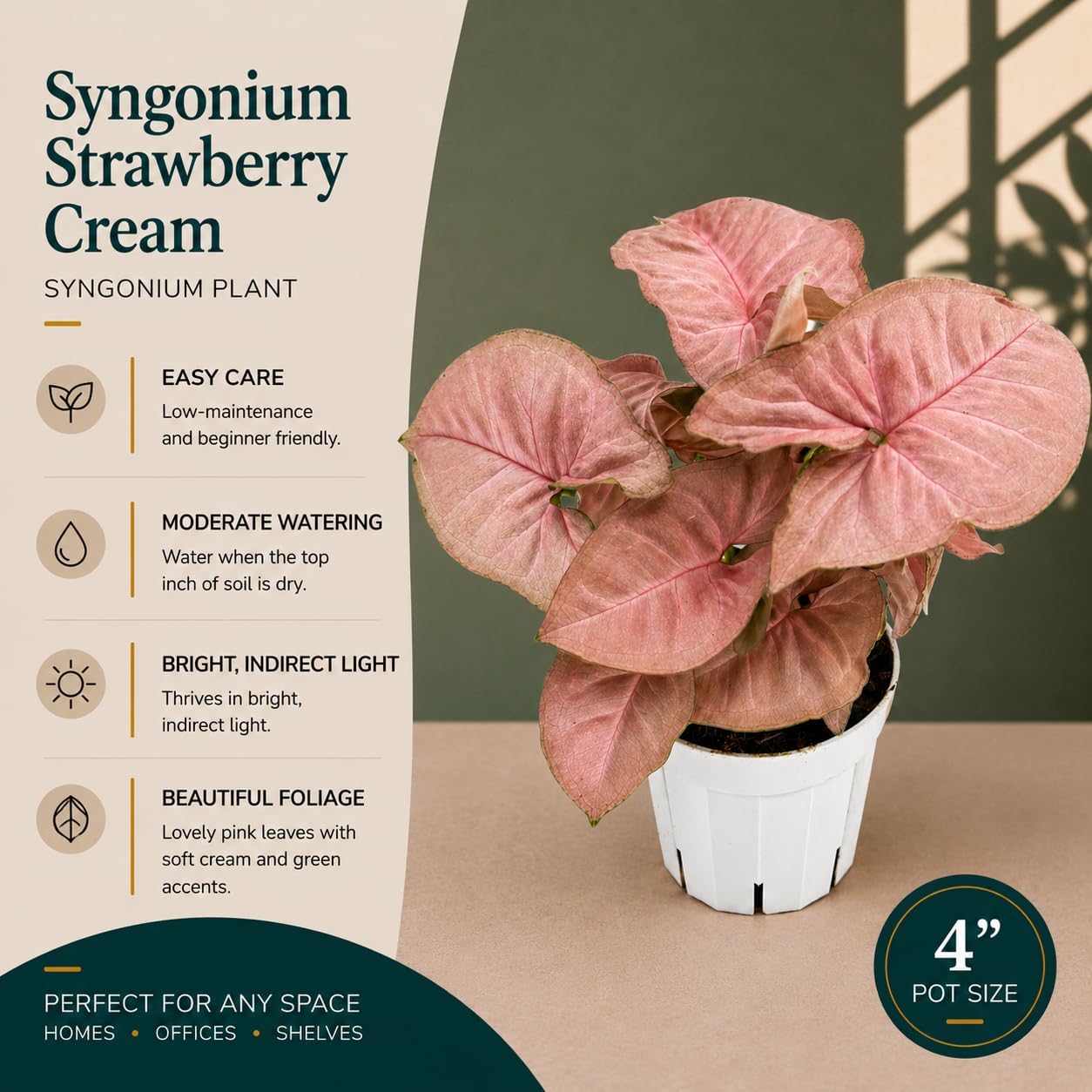 Syngonium Strawberry Live Plant
