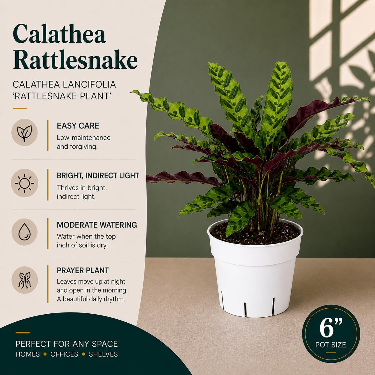 Rattlesnake Calathea Live Plant