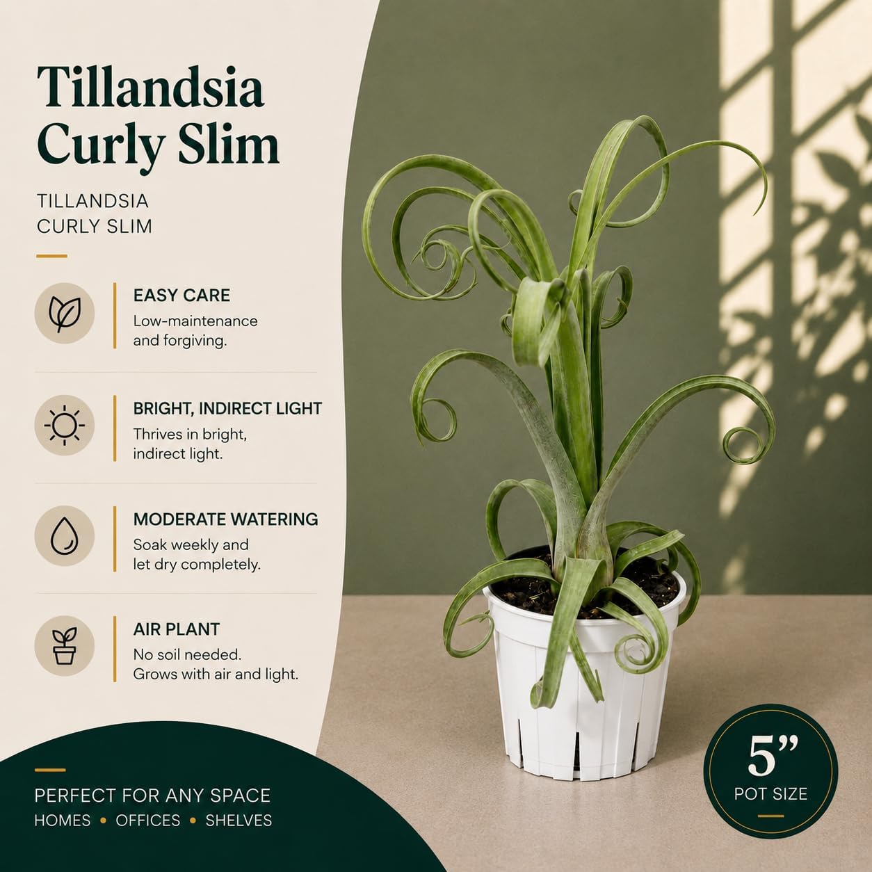 Large Tillandsia Curly Slim Live Air Plant