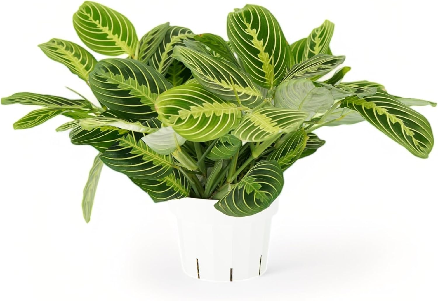 Lemon Lime Maranta Live Plant