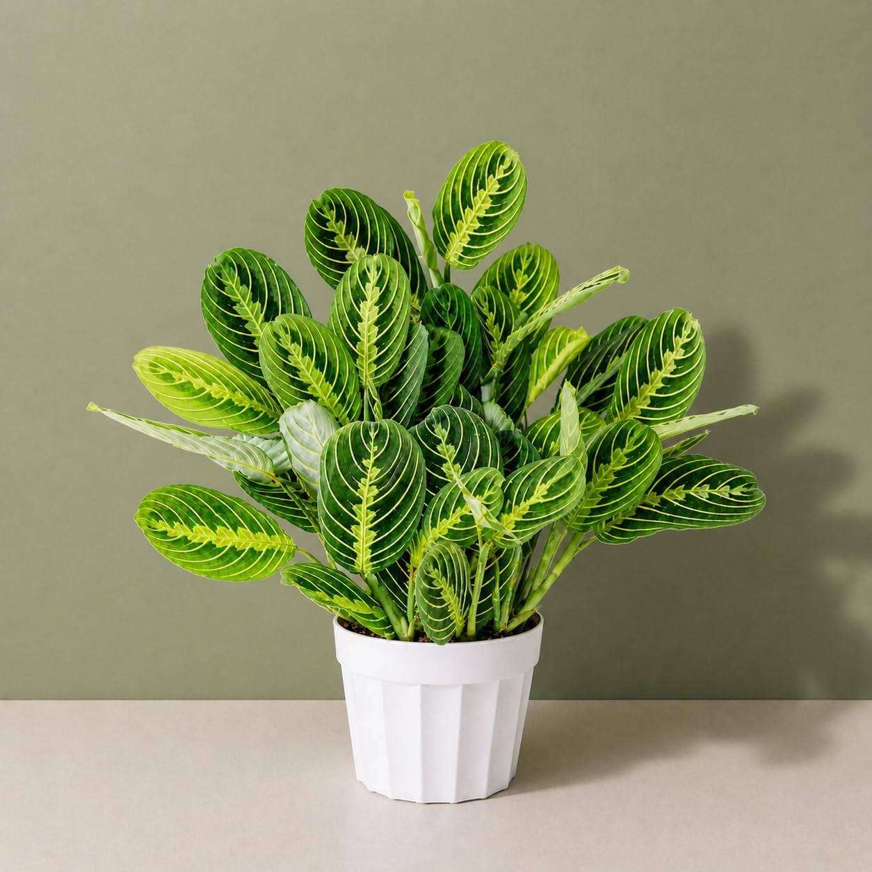 Lemon Lime Maranta Live Plant