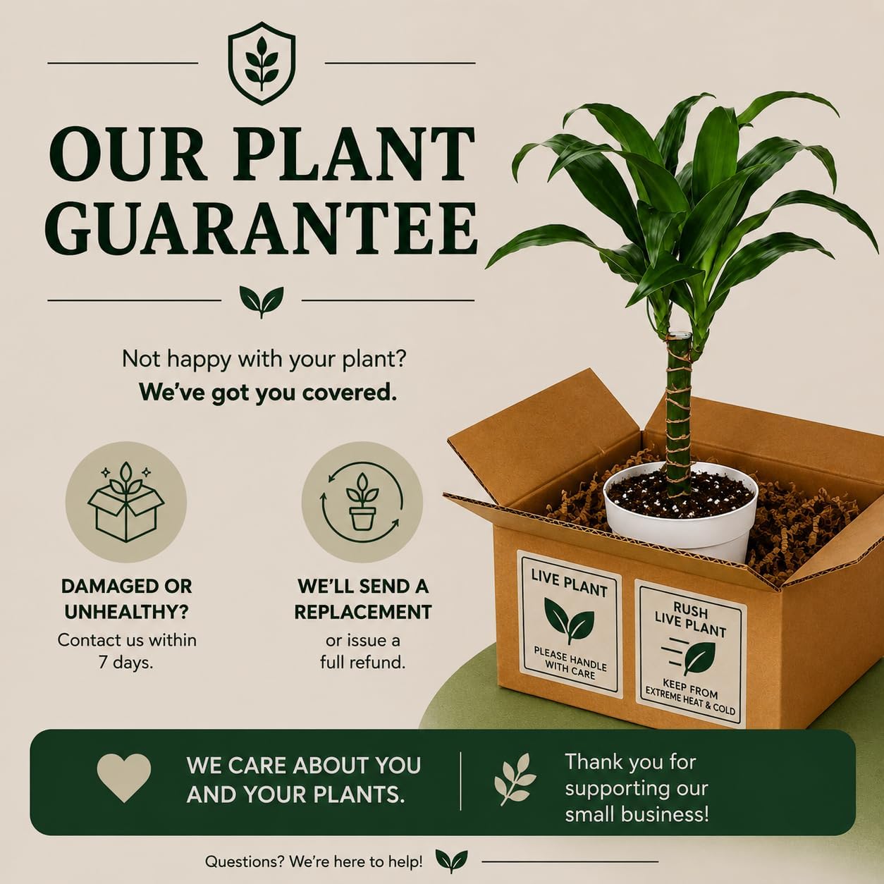 Dracaena Black Beauty Live Plant