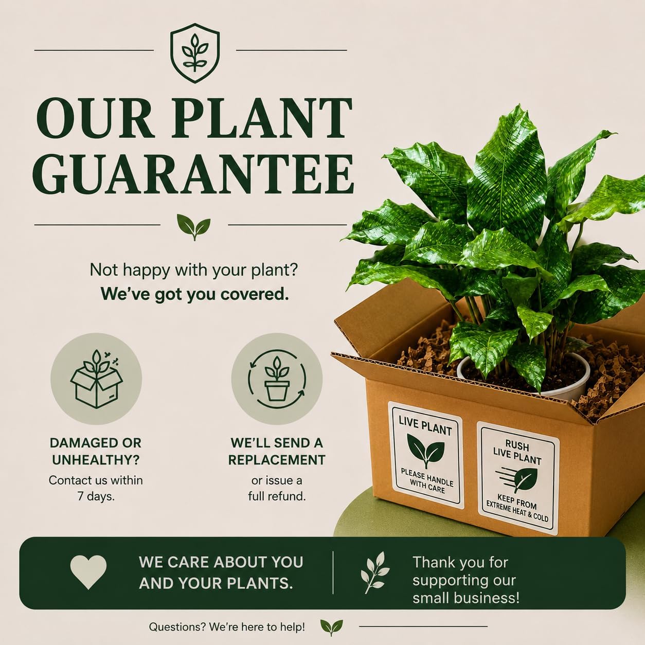 Calathea Network Live Plant