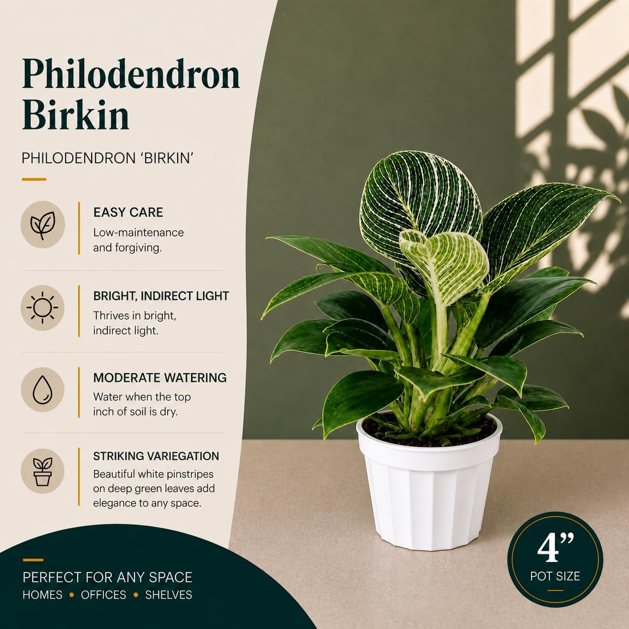 Philodendron Birken Live Plant