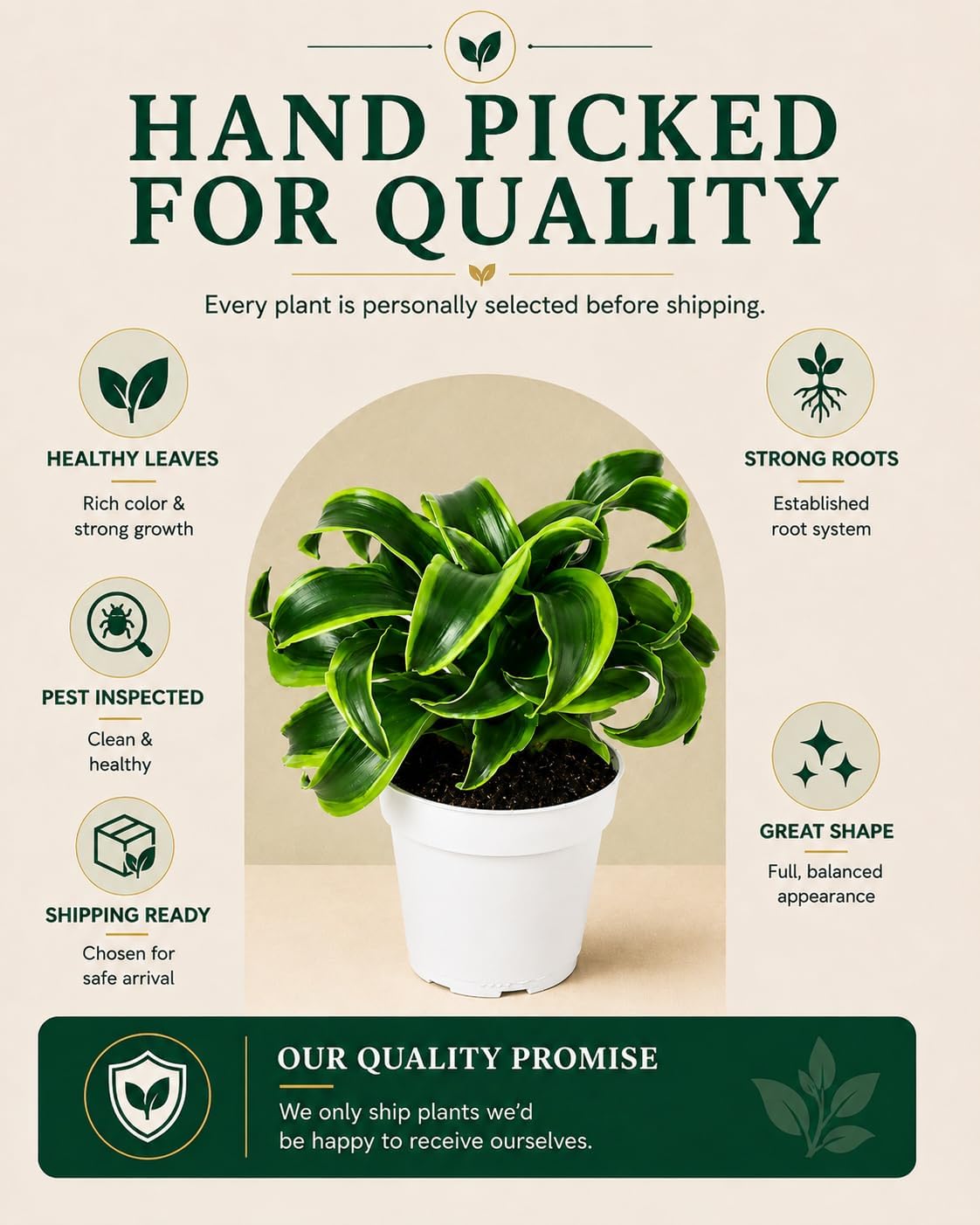 Dracaena Tornado Live Plant