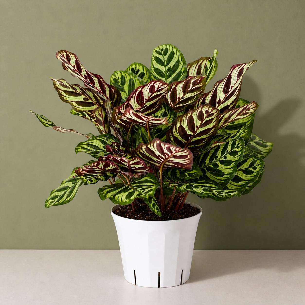 Calathea Peacock Live Plant