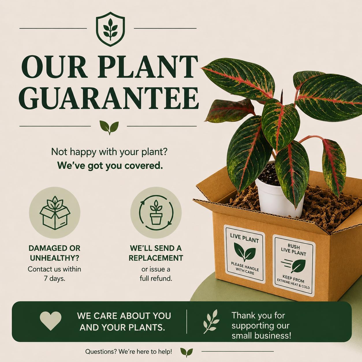 Aglaonema Garnet Live Plant