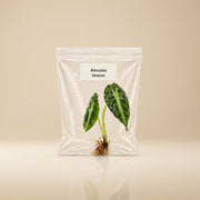Rare Alocasia Venom Tissue Culture Starter Live Plants