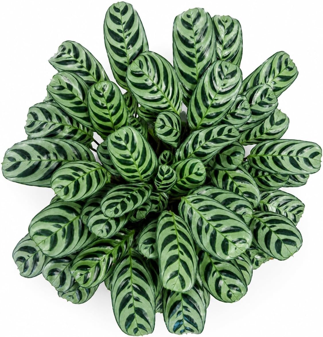 Calathea Burle Marx Live Plant
