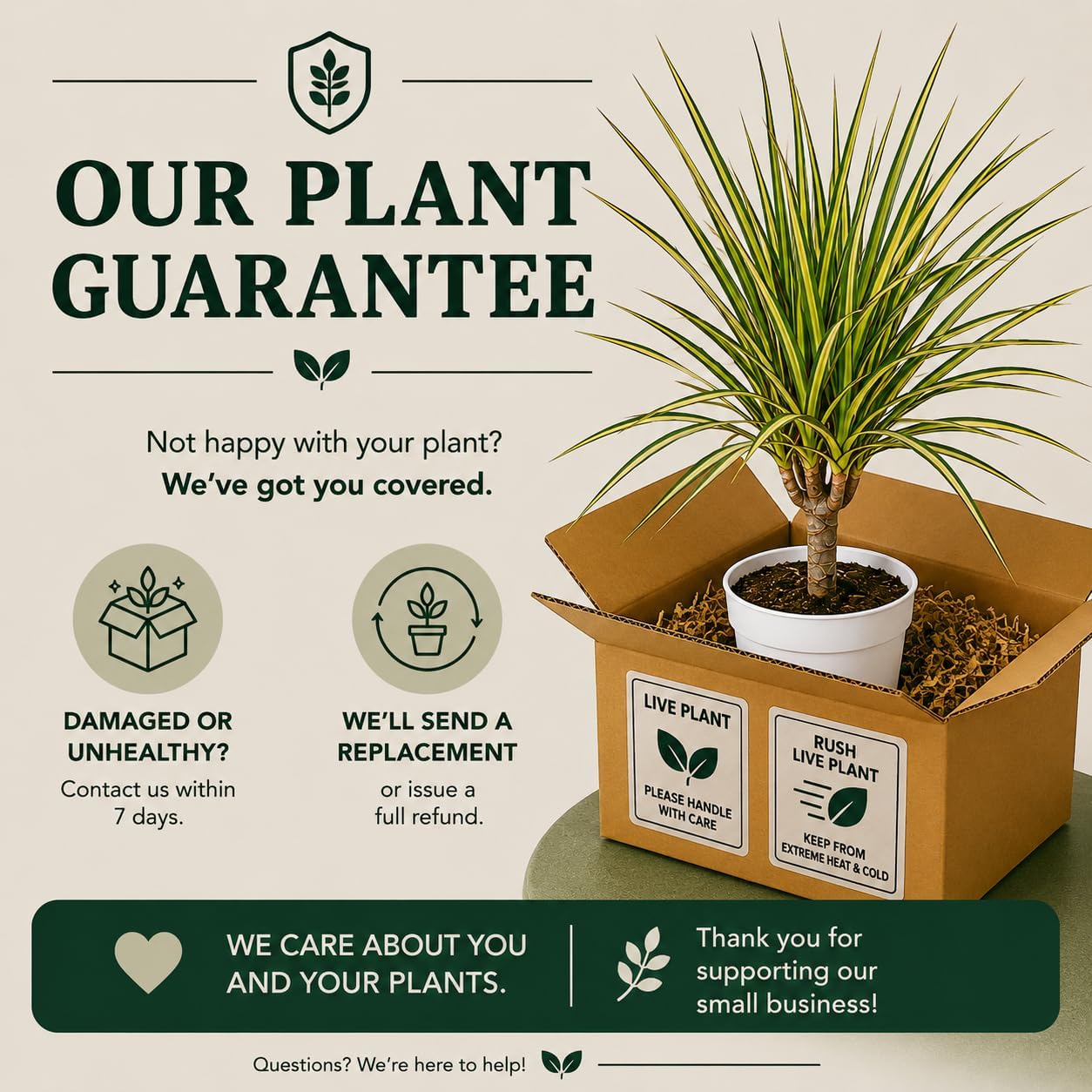 Dracaena Marginata Kiwi Live Plant