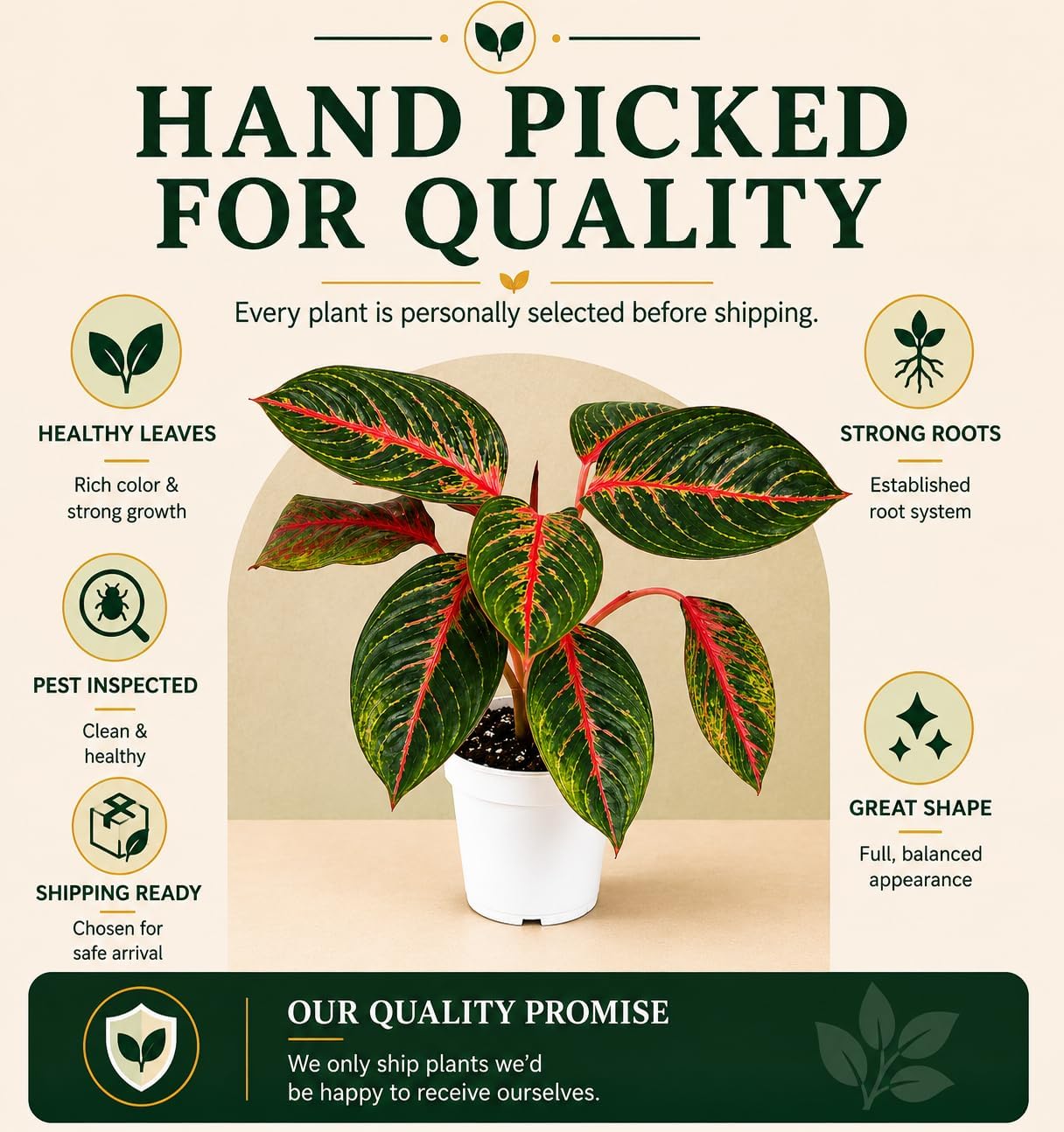 Aglaonema Garnet Live Plant