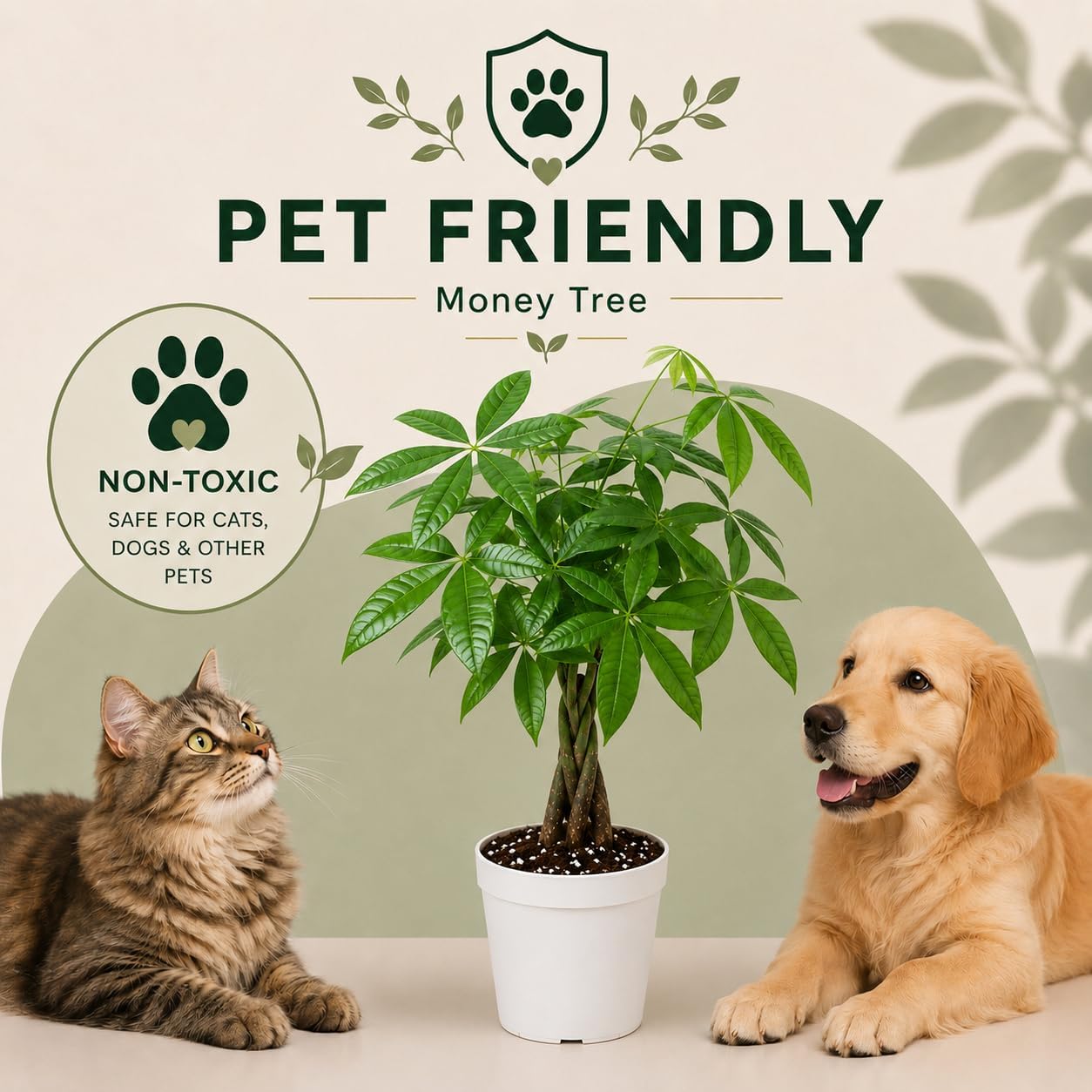 Mini Money Tree Live Plant