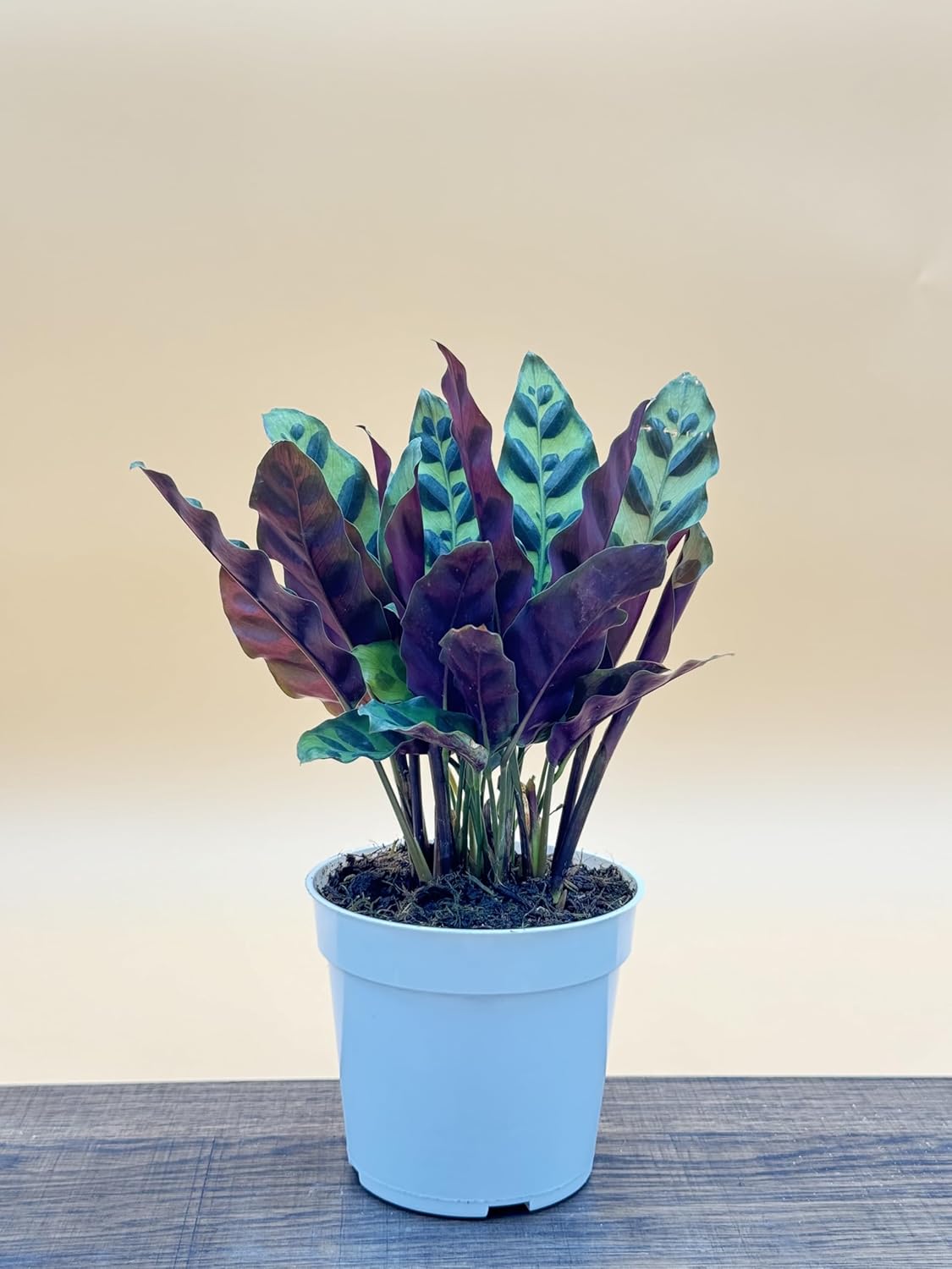 Rattlesnake Calathea Live Plant