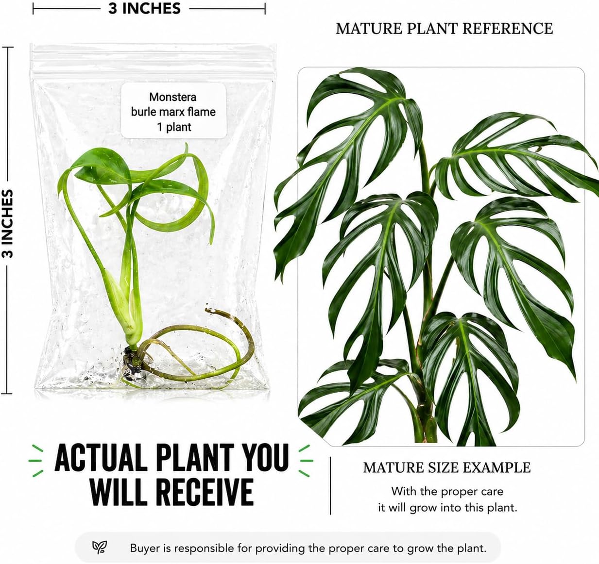 Monstera Burle Marx Flame Tissue Culture Starter Plant