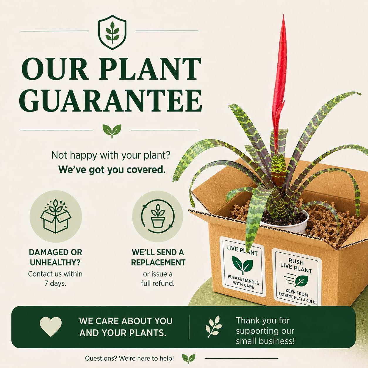Bromeliad Flaming Sword Live Plant