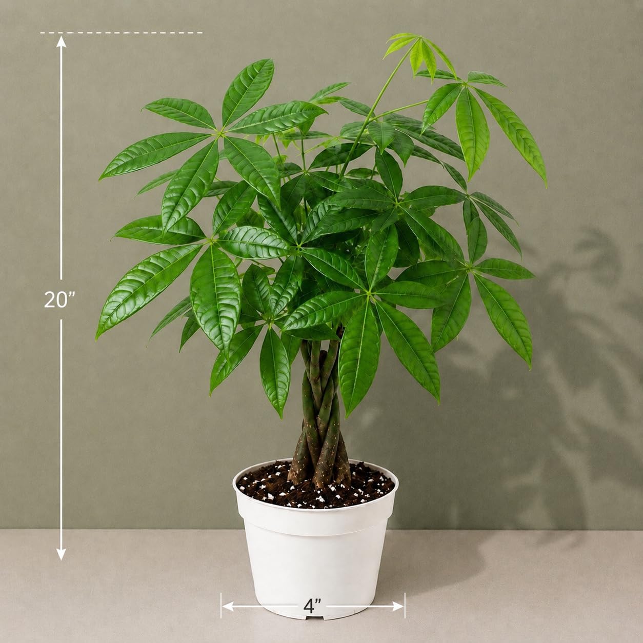 Mini Money Tree Live Plant