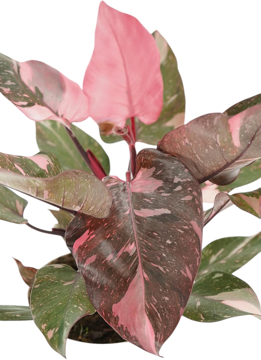 Pink Princess Philodendron Live Plant