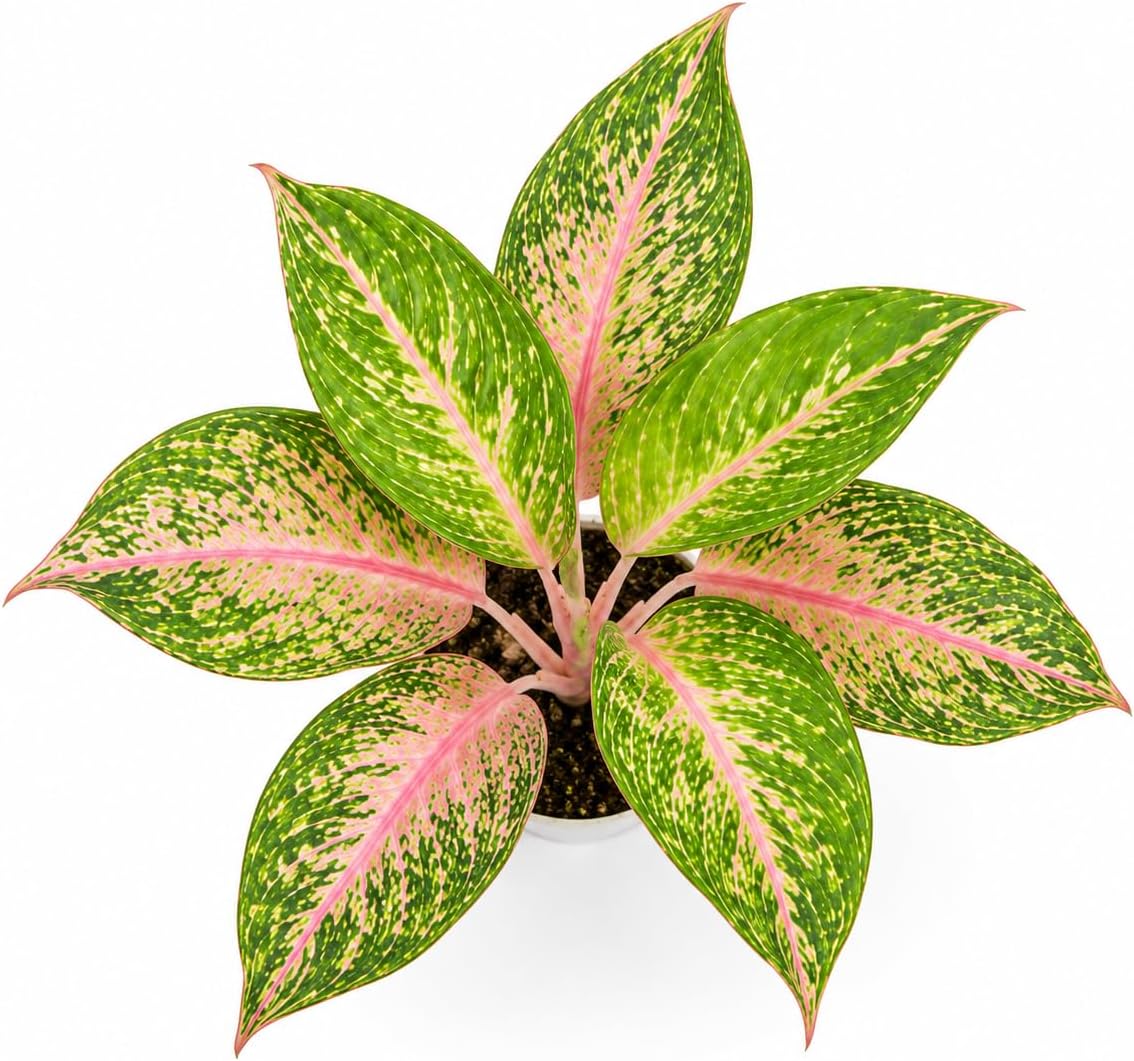 Aglaonema Sparkling Sarah Live Plant