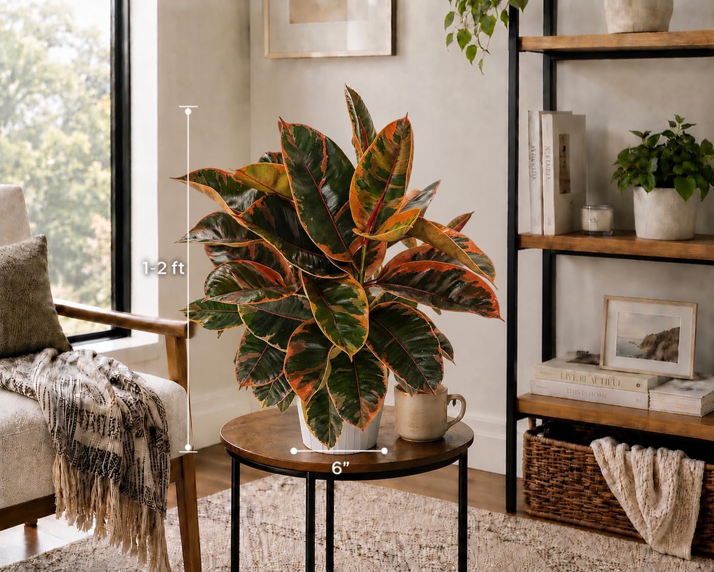 Large Ficus Ruby Live Plant