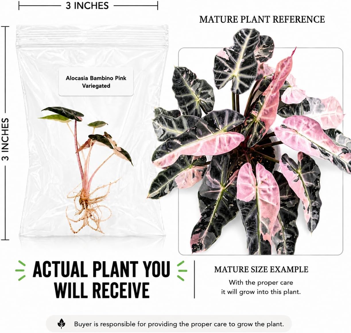 Alocasia Bambino Pink Variegated Tissue Culture Starter Live Plant