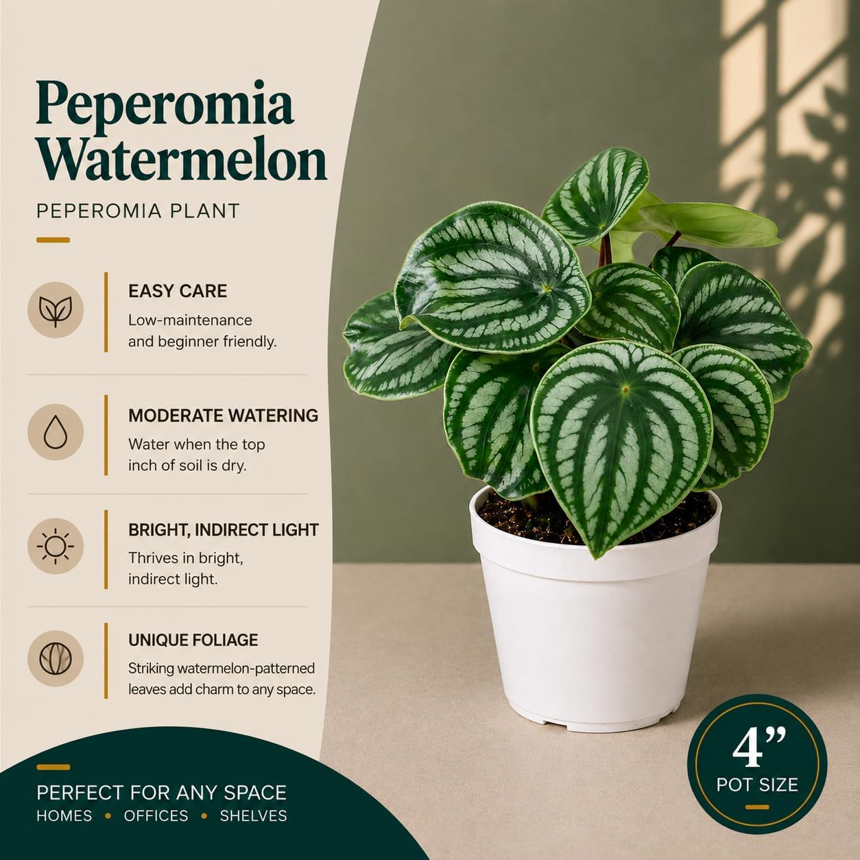 Peperomia Watermelon Live Plant