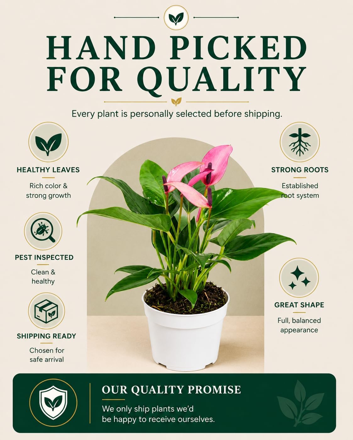 Anthurium Purple Zizou Live Plant
