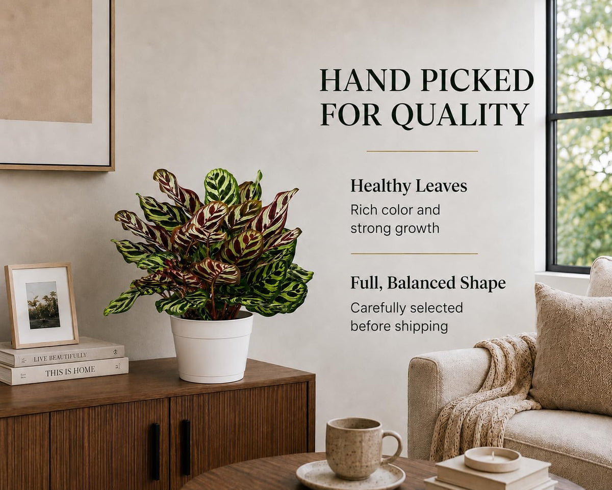 Calathea Peacock Live Plant