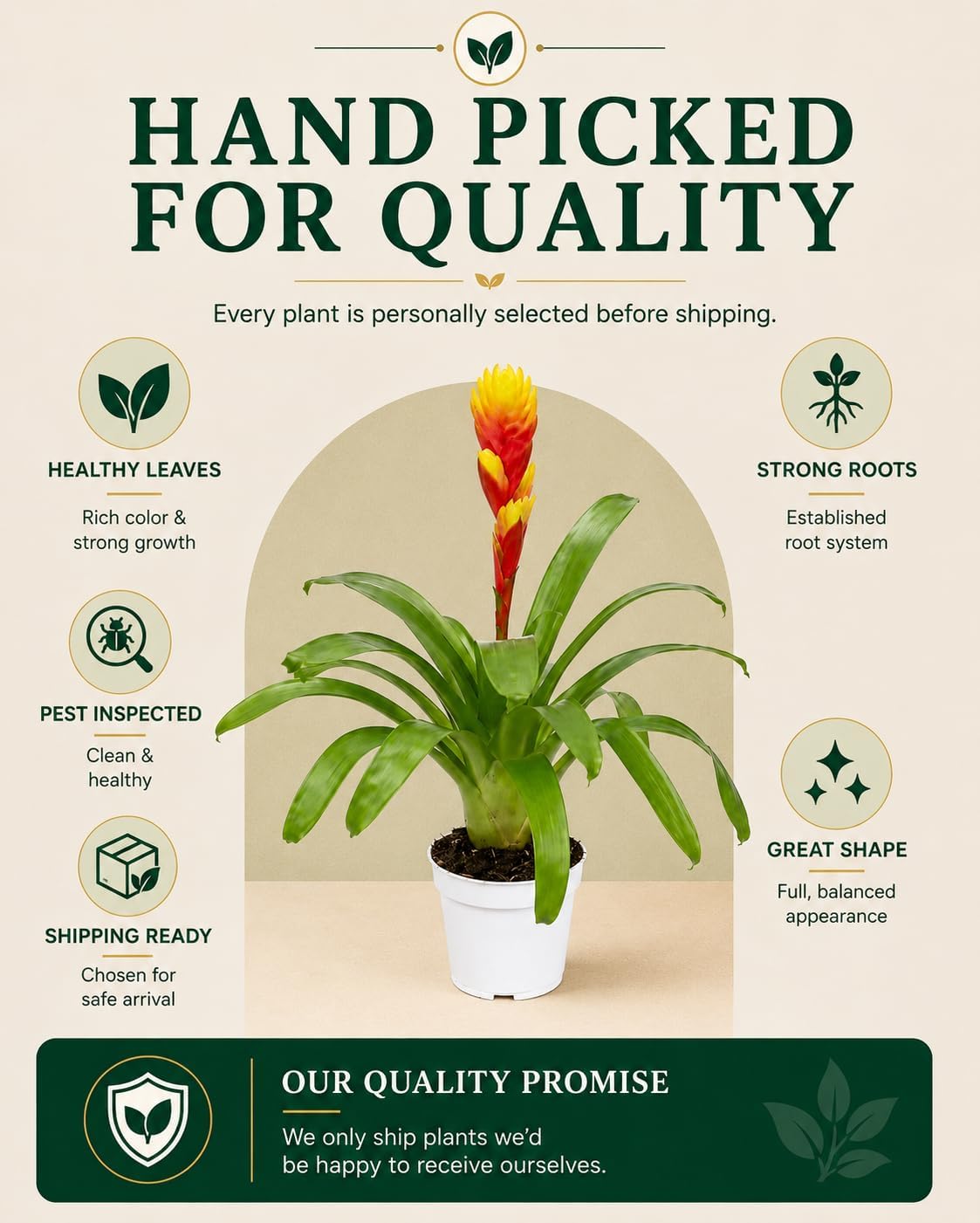 Bromeliad Tosca Live Plant