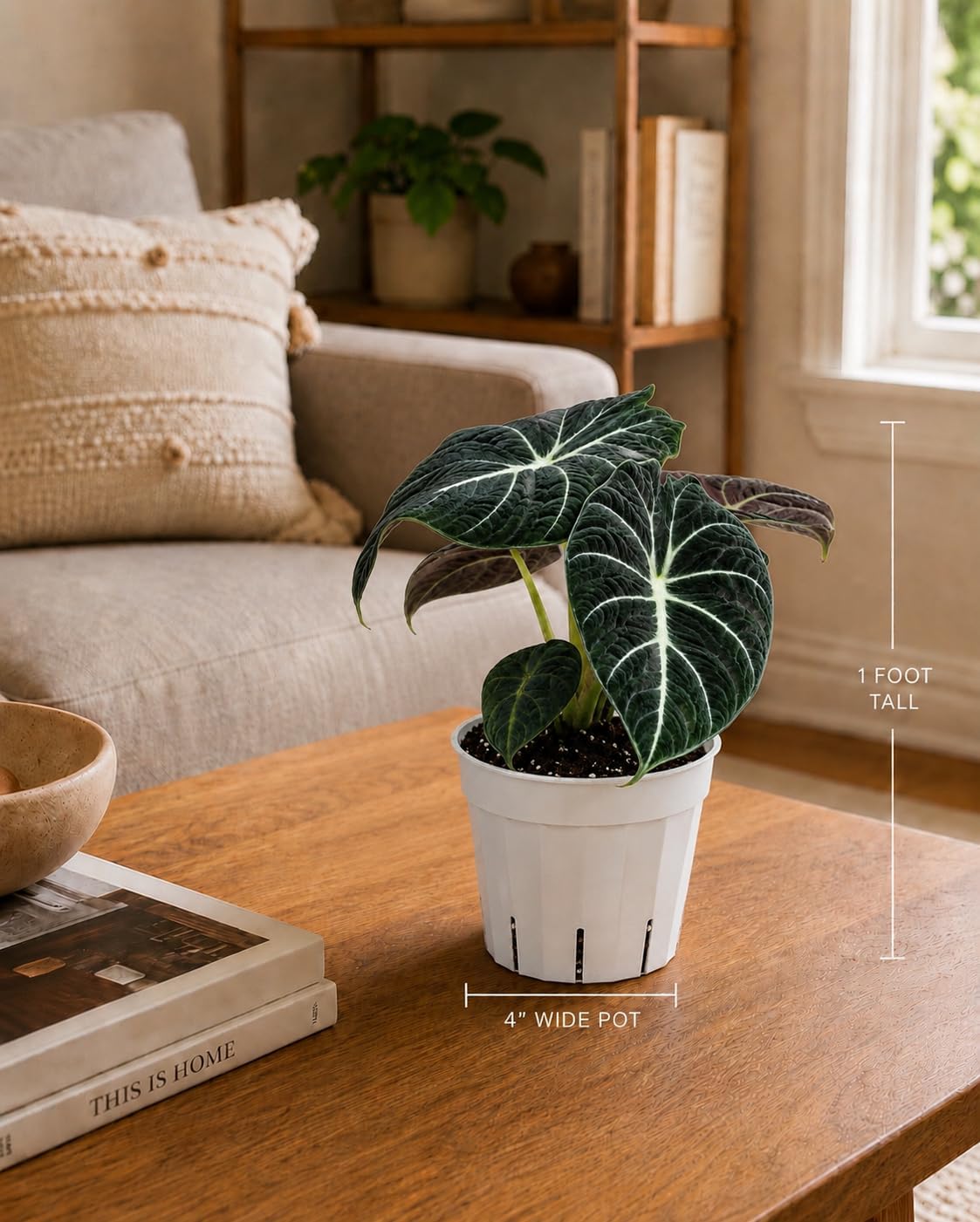 Alocasia Black Velvet Live Plant