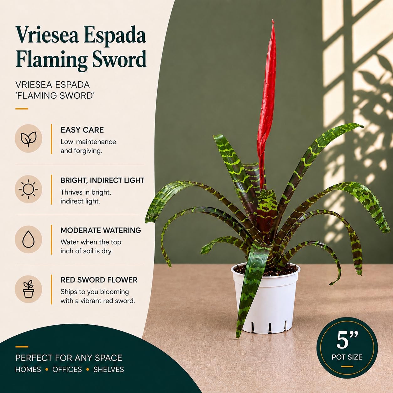 Bromeliad Flaming Sword Live Plant