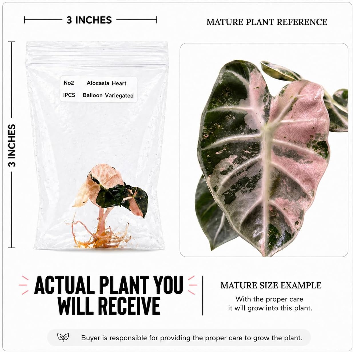 Rare Alocasia Heart Balloon Pink Variegated Tissue Culture