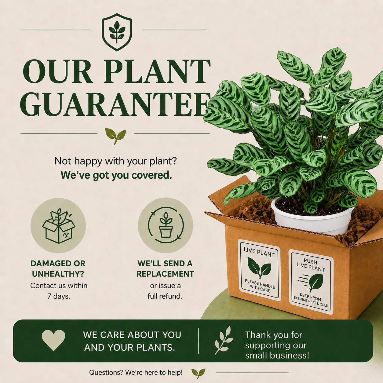 Calathea Burle Marx Live Plant