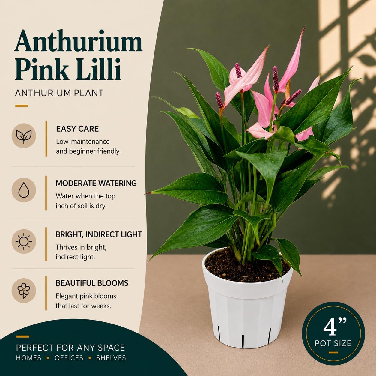Anthurium Pink Lilli Live Plant