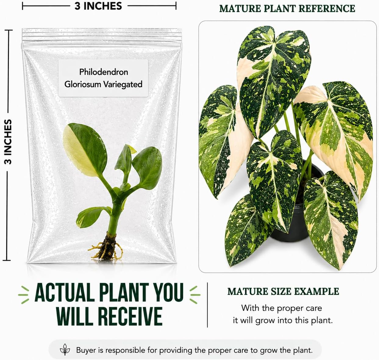 Rare Philodendron Gloriosum Variegated Tissue Culture Starter Plant