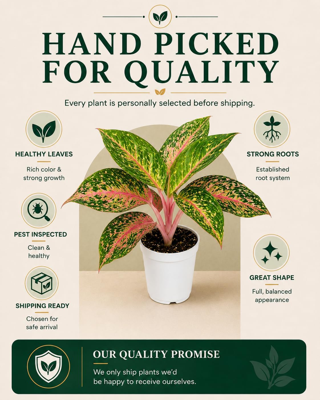 Aglaonema Sparkling Sarah Live Plant
